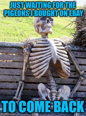 Waiting Skeleton Meme | JUST WAITING FOR THE PIGEONS I BOUGHT ON EBAY TO COME BACK | image tagged in memes,waiting skeleton | made w/ Imgflip meme maker