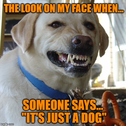 It's Just A Dog?? | THE LOOK ON MY FACE WHEN... SOMEONE SAYS... "IT'S JUST A DOG" | image tagged in dogs,pets,animals,man's best friend,the look on my face | made w/ Imgflip meme maker