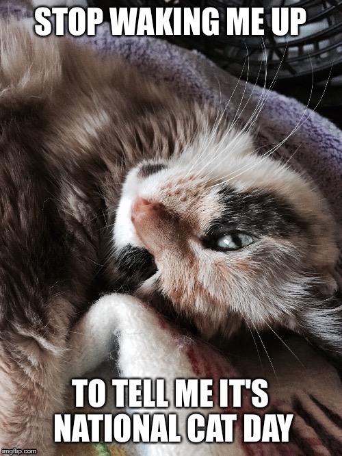 image tagged in national cat day | made w/ Imgflip meme maker