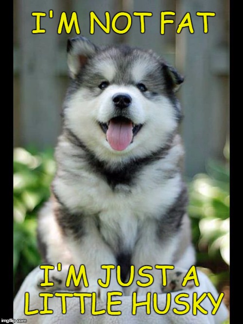 I'm not fat | I'M NOT FAT; I'M JUST A LITTLE HUSKY | image tagged in little husky,cute puppy,husky | made w/ Imgflip meme maker
