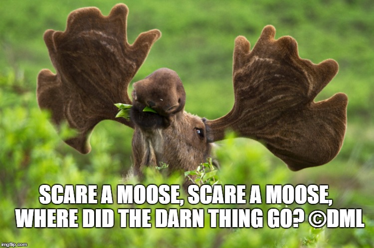 SCARE A MOOSE, SCARE A MOOSE | SCARE A MOOSE, SCARE A MOOSE, 
WHERE DID THE DARN THING GO? ©DML | image tagged in moose,queen,bohemian rhapsody | made w/ Imgflip meme maker