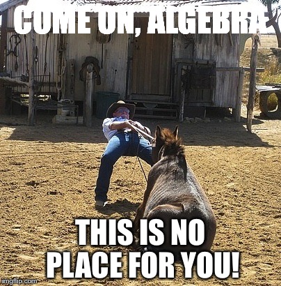 stubborn mule | COME ON, ALGEBRA; THIS IS NO PLACE FOR YOU! | image tagged in stubborn mule | made w/ Imgflip meme maker