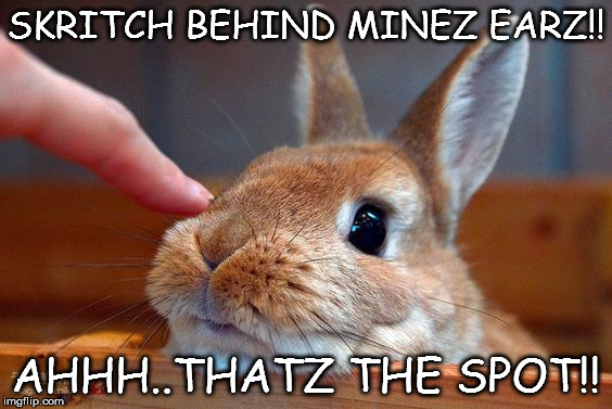 spot | SKRITCH BEHIND MINEZ EARZ!! AHHH..THATZ THE SPOT!! | image tagged in memes | made w/ Imgflip meme maker