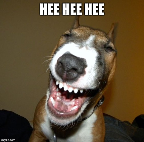 Laughing dog | HEE HEE HEE | image tagged in laughing dog | made w/ Imgflip meme maker