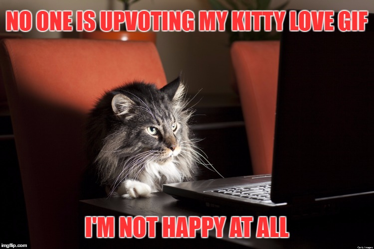 Angry Kitty | NO ONE IS UPVOTING MY KITTY LOVE GIF; I'M NOT HAPPY AT ALL | image tagged in cats,angry | made w/ Imgflip meme maker