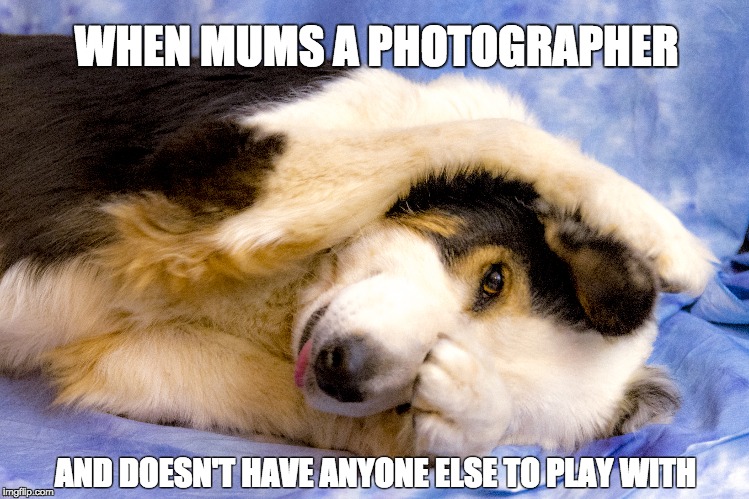 Photographers Dog!! | WHEN MUMS A PHOTOGRAPHER; AND DOESN'T HAVE ANYONE ELSE TO PLAY WITH | image tagged in dog | made w/ Imgflip meme maker
