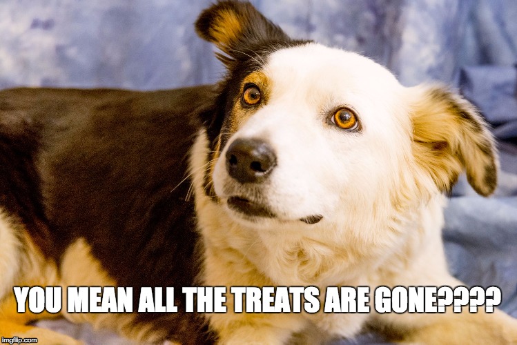 you mean all the dog treats are gone??? | YOU MEAN ALL THE TREATS ARE GONE???? | image tagged in dog,sad dog | made w/ Imgflip meme maker
