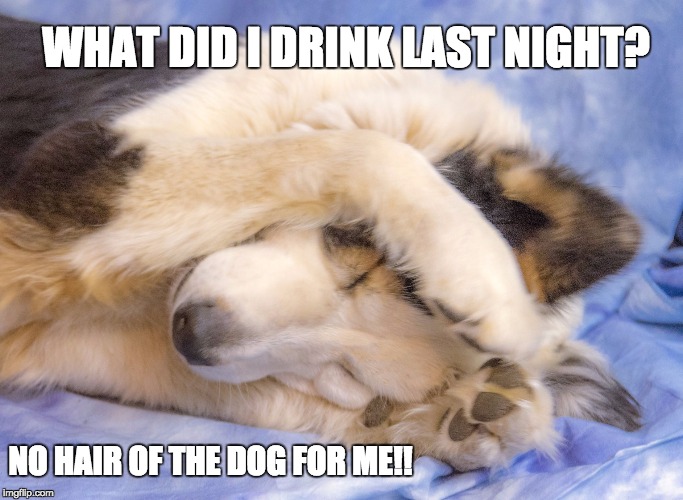 What did I drink last night?? | WHAT DID I DRINK LAST NIGHT? NO HAIR OF THE DOG FOR ME!! | image tagged in stop the noises,drunk | made w/ Imgflip meme maker