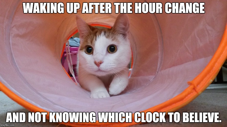 Hour change confusion | WAKING UP AFTER THE HOUR CHANGE; AND NOT KNOWING WHICH CLOCK TO BELIEVE. | image tagged in cats,funny cats,funny cat memes,cat memes,hour change,daylight savings time | made w/ Imgflip meme maker