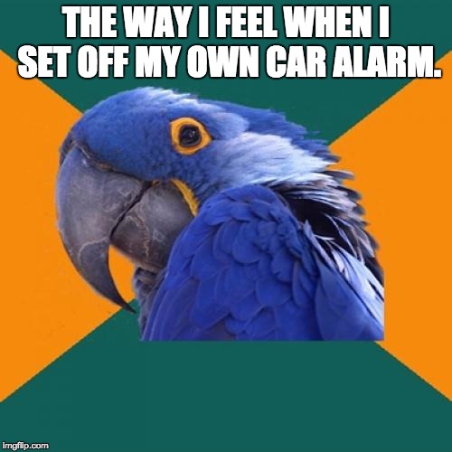 Paranoid Parrot Meme | THE WAY I FEEL WHEN I SET OFF MY OWN CAR ALARM. | image tagged in memes,paranoid parrot | made w/ Imgflip meme maker