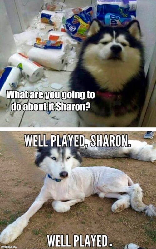 Because Her Name HAD To Be Something Like Sharon... | . | image tagged in memes,funny memes,dogs,animals | made w/ Imgflip meme maker