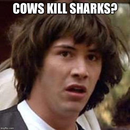 Conspiracy Keanu Meme | COWS KILL SHARKS? | image tagged in memes,conspiracy keanu | made w/ Imgflip meme maker