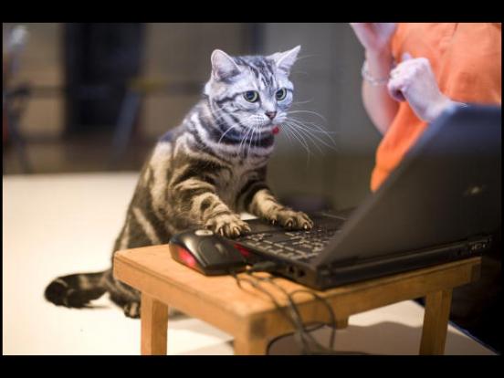 Computer expert cat Blank Meme Template