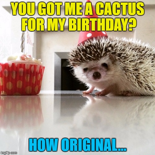 And they called him Spike... |  YOU GOT ME A CACTUS FOR MY BIRTHDAY? HOW ORIGINAL... | image tagged in birthday hedgehog,memes,cactus,animals,hedgehog,plants | made w/ Imgflip meme maker