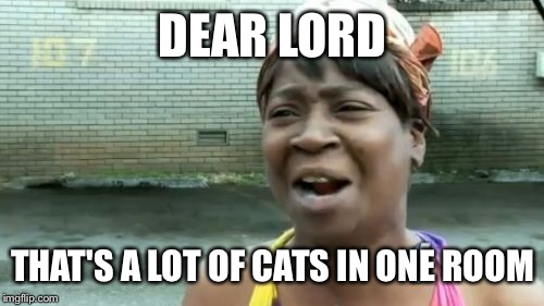 Ain't Nobody Got Time For That Meme | DEAR LORD THAT'S A LOT OF CATS IN ONE ROOM | image tagged in memes,aint nobody got time for that | made w/ Imgflip meme maker