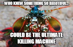 WHO KNEW SOMETHING SO BEAUTIFUL... COULD BE THE ULTIMATE KILLING MACHINE | image tagged in mantis shrimp | made w/ Imgflip meme maker