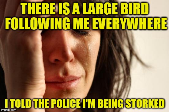 First World Problems | THERE IS A LARGE BIRD FOLLOWING ME EVERYWHERE; I TOLD THE POLICE I'M BEING STORKED | image tagged in memes,first world problems | made w/ Imgflip meme maker