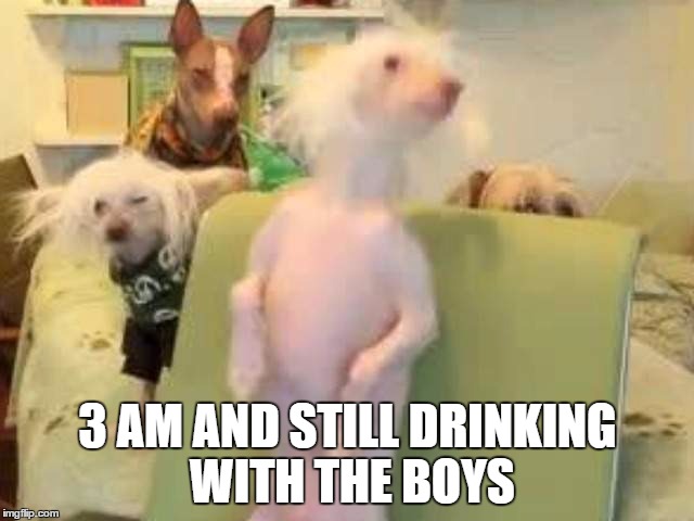 Party ON! | 3 AM AND STILL DRINKING WITH THE BOYS | image tagged in dogs,party,wasted | made w/ Imgflip meme maker