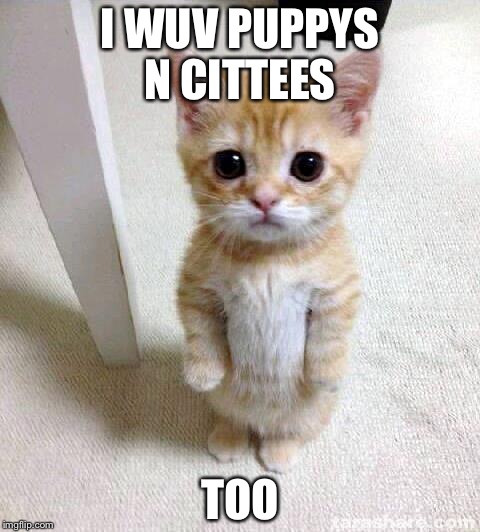 Cute Cat Meme | I WUV PUPPYS N CITTEES; TOO | image tagged in memes,cute cat | made w/ Imgflip meme maker