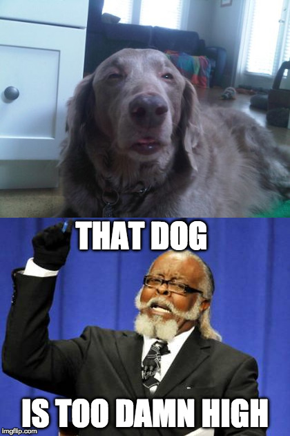 Who's A High Boy?! | THAT DOG; IS TOO DAMN HIGH | image tagged in too damn high | made w/ Imgflip meme maker