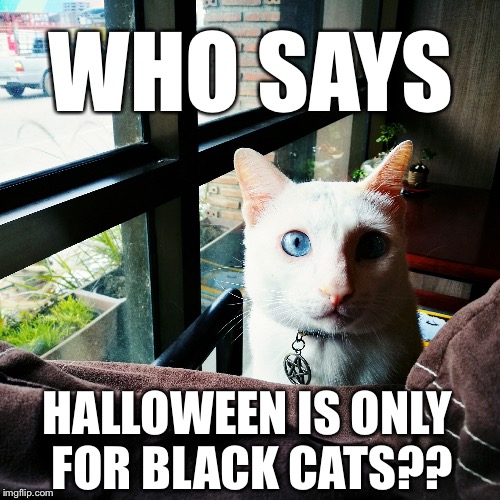 White Cat Halloween | WHO SAYS; HALLOWEEN IS ONLY FOR BLACK CATS?? | image tagged in halloween,cats | made w/ Imgflip meme maker