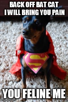 Super dog | BACK OFF BAT CAT I WILL BRING YOU PAIN; YOU FELINE ME | image tagged in super,funny dog | made w/ Imgflip meme maker