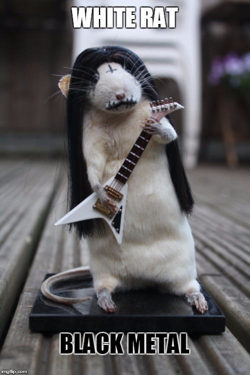 black metal rat | WHITE RAT; BLACK METAL | image tagged in black metal rat | made w/ Imgflip meme maker
