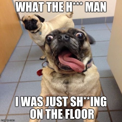 excited puppies | WHAT THE H*** MAN; I WAS JUST SH**ING ON THE FLOOR | image tagged in excited puppies | made w/ Imgflip meme maker