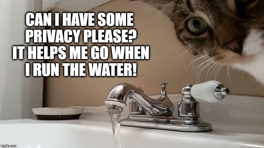 Can I have some Privacy Please? | CAN I HAVE SOME PRIVACY PLEASE? IT HELPS ME GO WHEN I RUN THE WATER! | image tagged in cats,funny cats,funny cat memes,meme | made w/ Imgflip meme maker