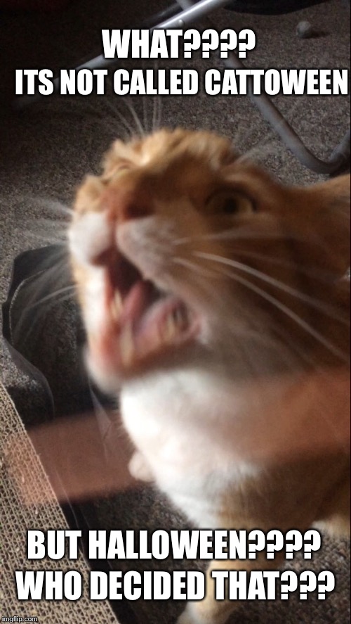 Happy Cattoween | WHAT???? ITS NOT CALLED CATTOWEEN; BUT HALLOWEEN???? WHO DECIDED THAT??? | image tagged in halloween,cats | made w/ Imgflip meme maker