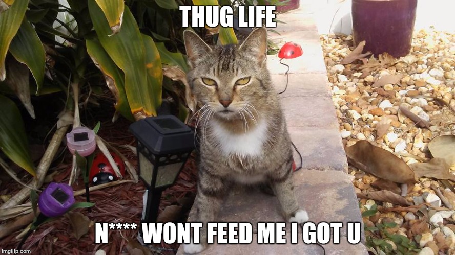 Indifferent Cat | THUG LIFE; N**** WONT FEED ME I GOT U | image tagged in indifferent cat | made w/ Imgflip meme maker