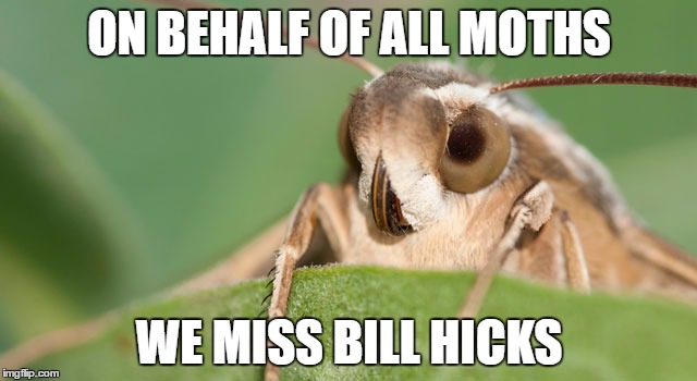 ON BEHALF OF ALL MOTHS; WE MISS BILL HICKS | image tagged in moth | made w/ Imgflip meme maker