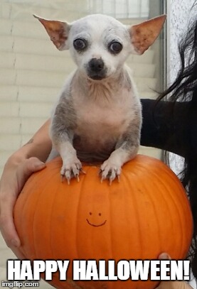 HAPPY HALLOWEEN! | image tagged in halloween chihuahua | made w/ Imgflip meme maker