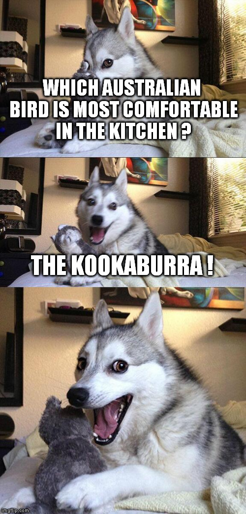 Bad Pun Dog | WHICH AUSTRALIAN BIRD IS MOST COMFORTABLE IN THE KITCHEN ? THE KOOKABURRA ! | image tagged in memes,bad pun dog | made w/ Imgflip meme maker