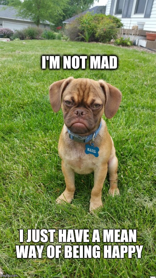 Earl The Grumpy Dog | I'M NOT MAD; I JUST HAVE A MEAN WAY OF BEING HAPPY; YAHBLE | image tagged in earl the grumpy dog | made w/ Imgflip meme maker