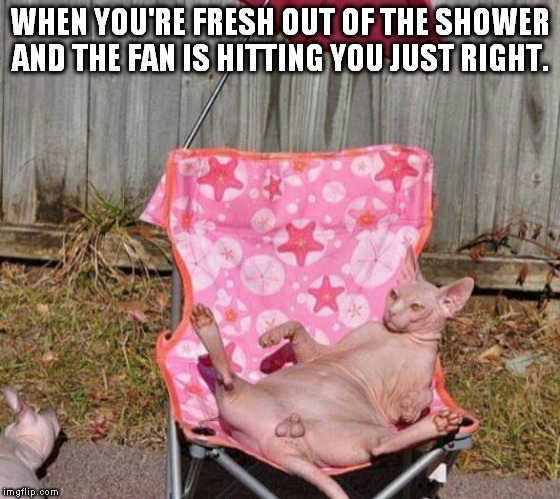 WHEN YOU'RE FRESH OUT OF THE SHOWER AND THE FAN IS HITTING YOU JUST RIGHT. | image tagged in cats nuts catnuts | made w/ Imgflip meme maker