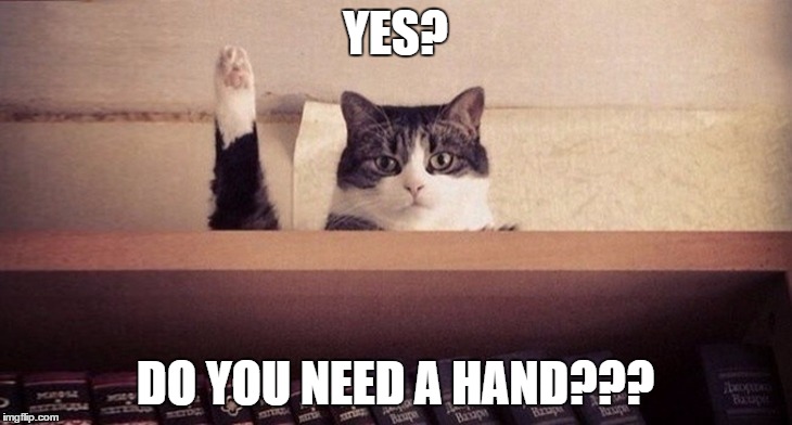 do you need a hand? | YES? DO YOU NEED A HAND??? | image tagged in cat | made w/ Imgflip meme maker