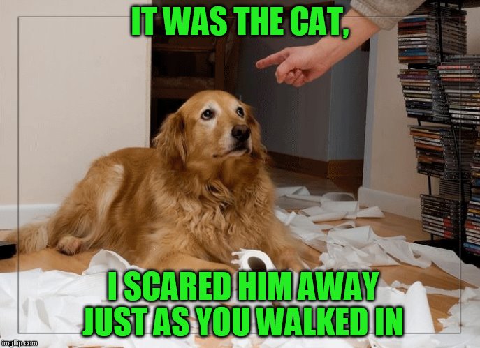 IT WAS THE CAT, I SCARED HIM AWAY JUST AS YOU WALKED IN | made w/ Imgflip meme maker