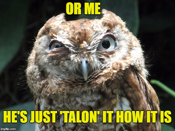 OR ME HE'S JUST 'TALON' IT HOW IT IS | image tagged in ornery owl | made w/ Imgflip meme maker