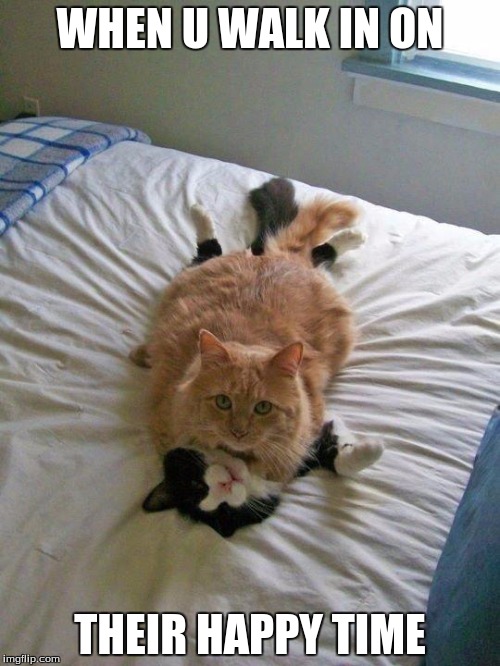 funny cats | WHEN U WALK IN ON; THEIR HAPPY TIME | image tagged in funny cats | made w/ Imgflip meme maker