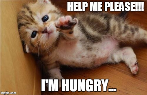 Cats Hungry | HELP ME PLEASE!!! I'M HUNGRY... | image tagged in memes,cats | made w/ Imgflip meme maker