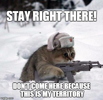 Cats fighting for his territory | STAY RIGHT THERE! DON'T COME HERE BECAUSE THIS IS MY TERRITORY | image tagged in memes,cats | made w/ Imgflip meme maker