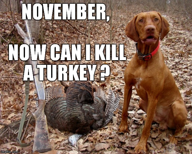 Hound don't like Halloween candy. | NOVEMBER,           NOW CAN I KILL A TURKEY ? | image tagged in memes,hunting season,funny dogs,doge,dogs and hunting | made w/ Imgflip meme maker