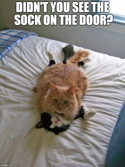 funny cats | DIDN'T YOU SEE THE SOCK ON THE DOOR? | image tagged in funny cats | made w/ Imgflip meme maker