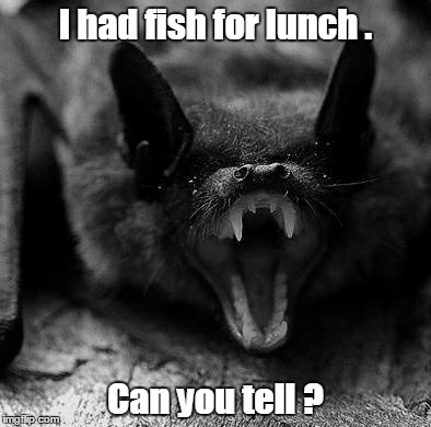 Cute little bugger, eh? | I had fish for lunch . Can you tell ? | image tagged in memes,bats | made w/ Imgflip meme maker