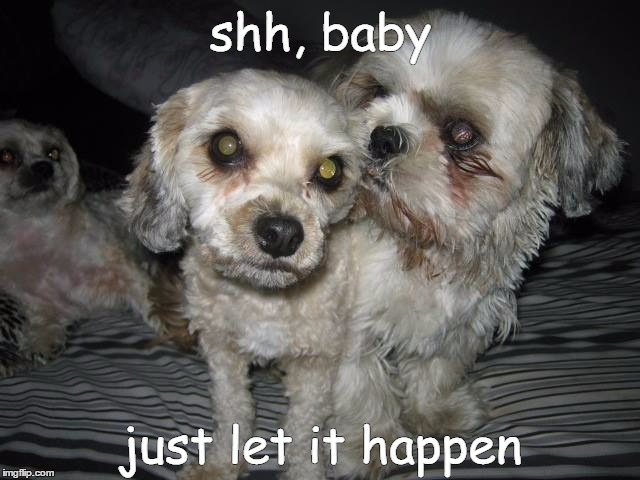 shh, baby; just let it happen | image tagged in pets,funny animals | made w/ Imgflip meme maker