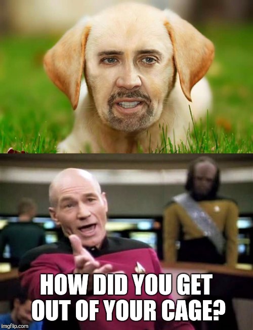 HOW DID YOU GET OUT OF YOUR CAGE? | image tagged in nick cage,funny,meme | made w/ Imgflip meme maker