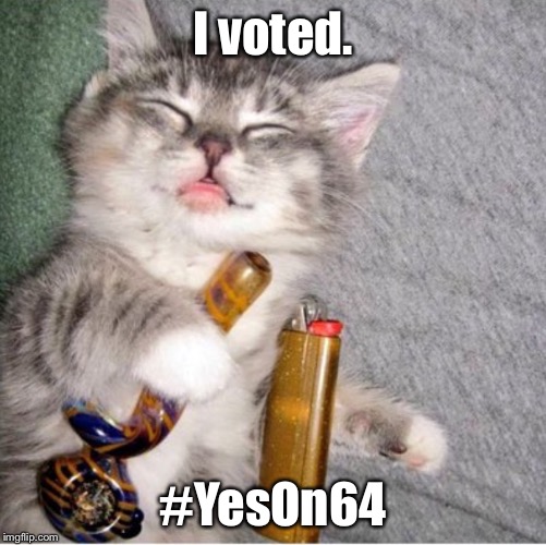 I voted. #YesOn64 | image tagged in i voted cat | made w/ Imgflip meme maker