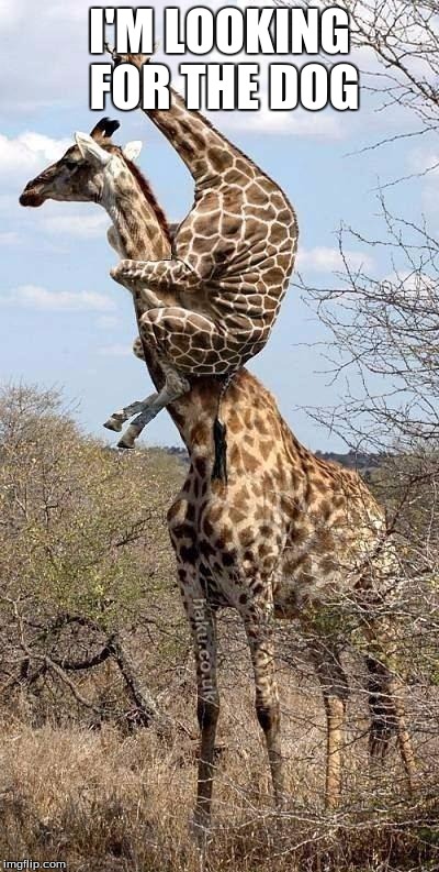 Funny Giraffe | I'M LOOKING FOR THE DOG | image tagged in funny giraffe | made w/ Imgflip meme maker