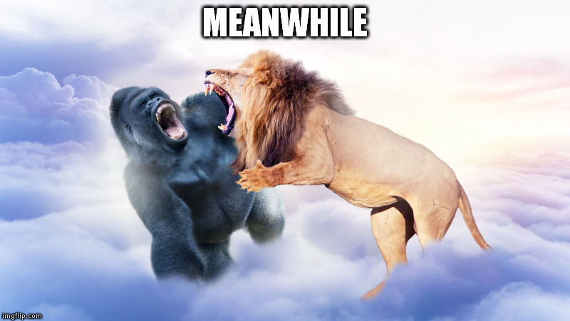 MEANWHILE | image tagged in cecil vs harambe | made w/ Imgflip meme maker